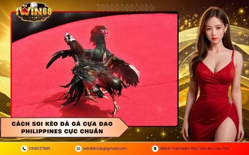 Đá gà cựa dao philippines