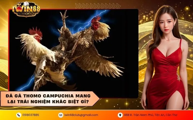 Đá gà thomo campuchia mang lại trải nghiệm khác biệt gì