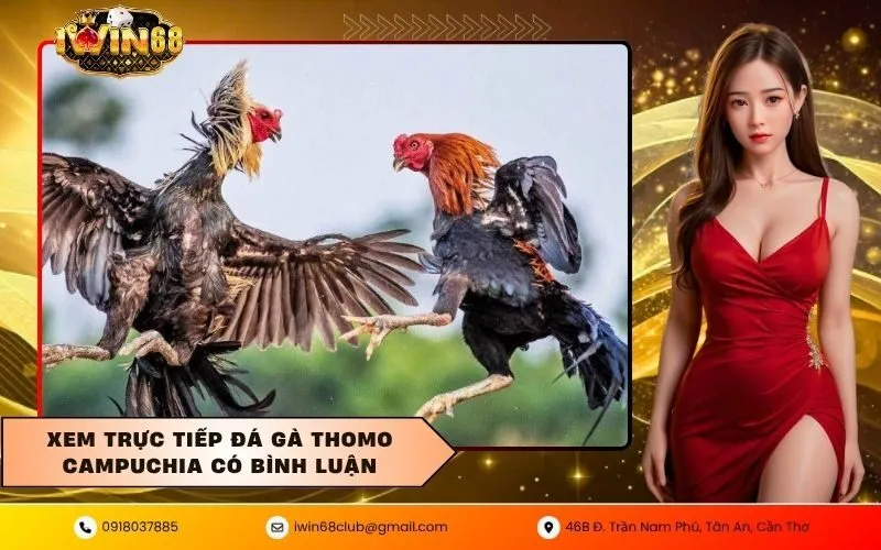 Đá gà thomo campuchia
