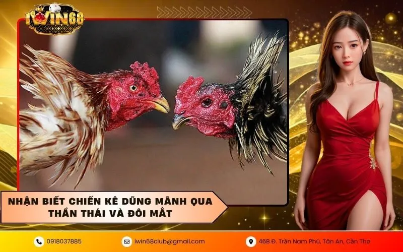 Nhận biết chiến kê dũng mãnh qua thần thái và đôi mắt
