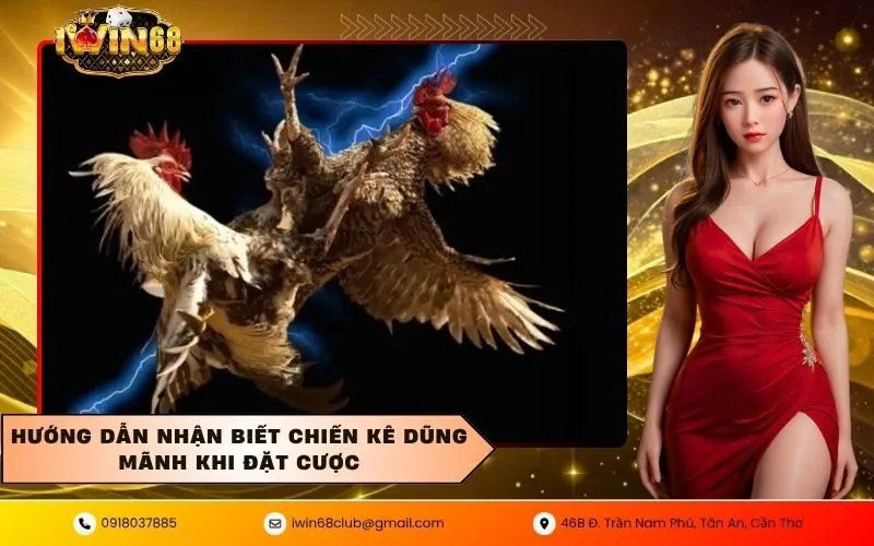 Nhận biết chiến kê dũng mãnh