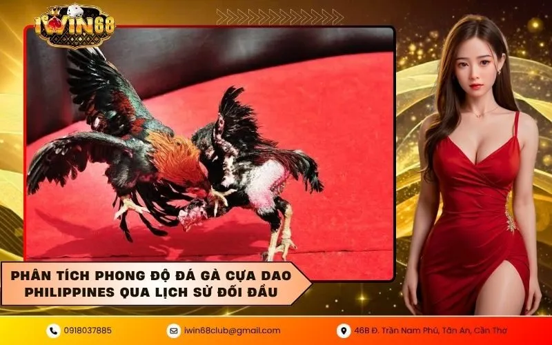 Phân tích phong độ đá gà cựa dao philippines qua lịch sử đối đầu
